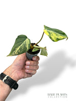 Philodendron Gloriosum Tricolore baby
