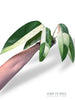 Epipremnum Giganteum White Pearl