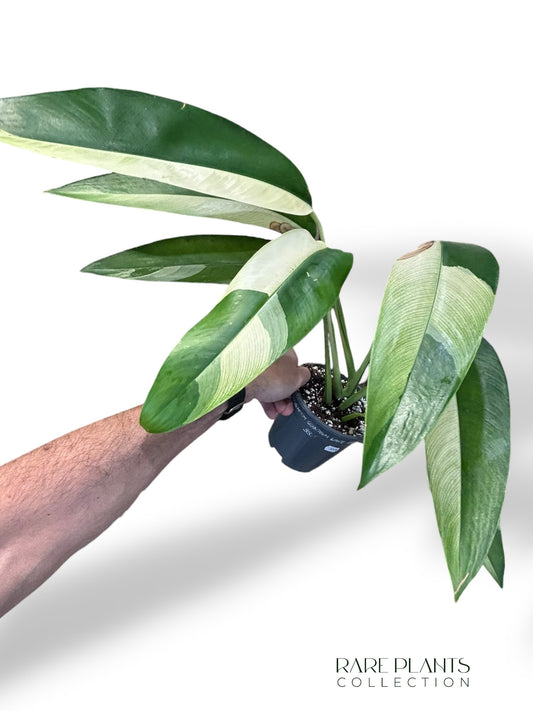 Epipremnum Giganteum White Pearl