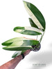 Epipremnum Giganteum White Pearl