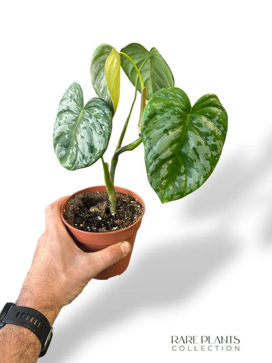 Philodendron McDowell x Brandtianum