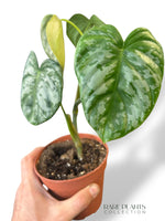 Philodendron McDowell x Brandtianum