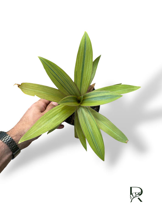 Tradescantia Spathacea Sitara Gold