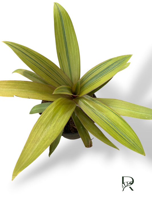 Tradescantia Spathacea Sitara Gold