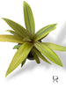 Tradescantia Spathacea Sitara Gold