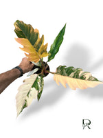 Philodendron Caramel Marble Variegata