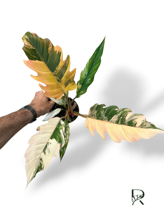 Philodendron Caramel Marble Variegata