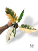 Philodendron Caramel Marble Variegata