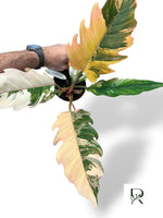 Philodendron Caramel Marble Variegata
