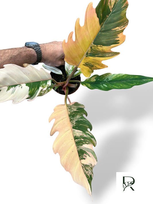 Philodendron Caramel Marble Variegata