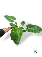 Philodendron José Buono