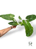 Philodendron José Buono