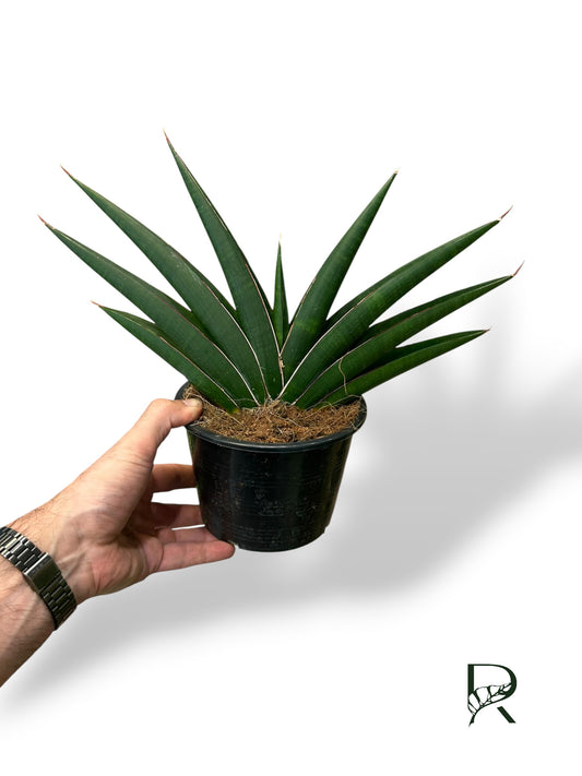 Sansevieria Samurai