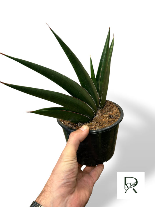 Sansevieria Samurai