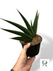 Sansevieria Samurai