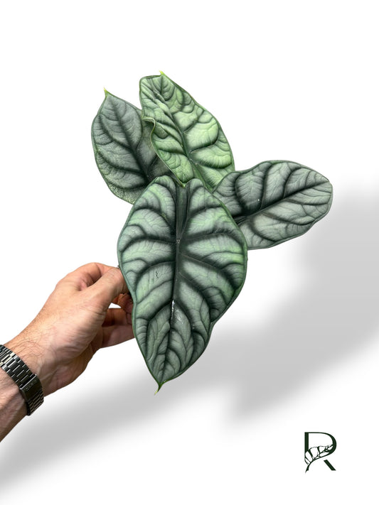 Alocasia Silver Dragon
