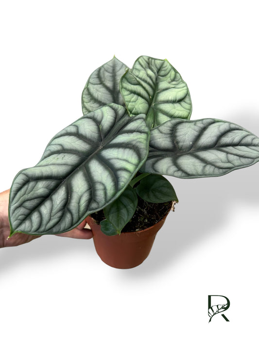 Alocasia Silver Dragon