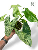 Syngonium Mojito