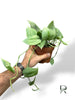 Scindapsus Silver Hero