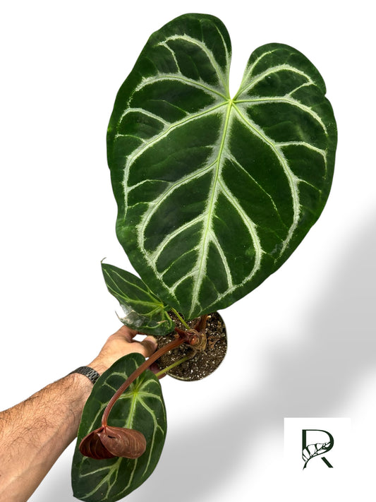 Anthurium Crystallinum XL