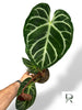 Anthurium Crystallinum XL