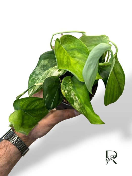 Scindapsus Rubicon