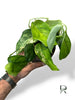 Scindapsus Rubicon