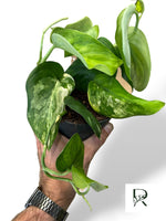 Scindapsus Rubicon