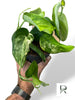 Scindapsus Rubicon
