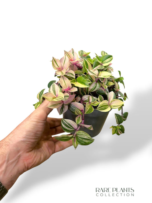 Tradescantia Quadricolore
