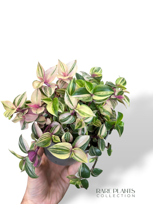 Tradescantia Quadricolore