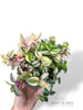 Tradescantia Quadricolor