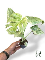 Monstera Legacy M