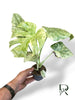 Monstera Legacy M