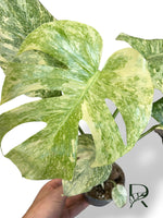 Monstera Legacy M