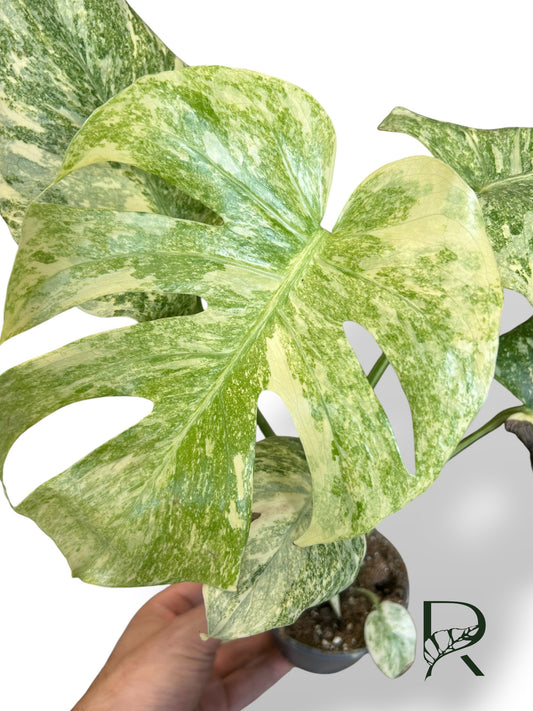 Monstera Legacy M