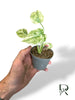 Monstera Legacy
