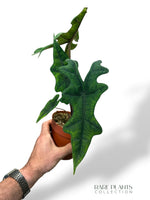 Alocasia Jacklyn M
