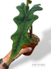 Alocasia Jacklyn M