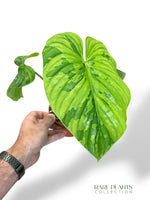 Philodendron Plowmanii Variegata