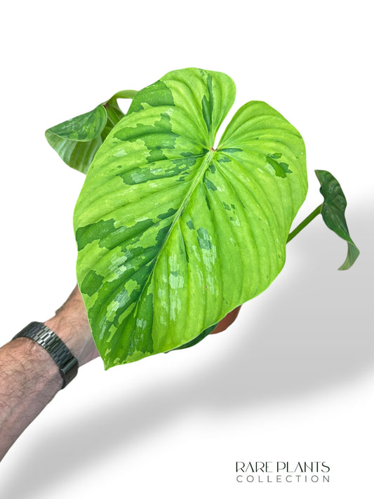 Philodendron Plowmanii Variegata