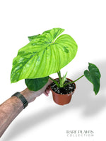 Philodendron Plowmanii Variegata