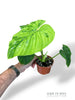 Philodendron Plowmanii Variegata