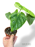 Philodendron Plowmanii Variegata