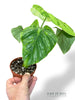 Philodendron Plowmanii Variegata