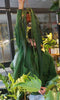 Anthurium Wendlingerii