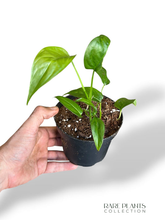 Monstera Obliqua Suriname