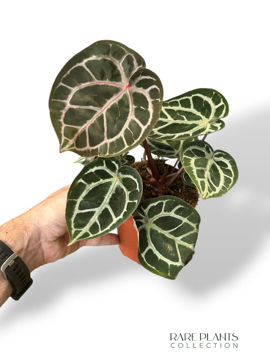 Anthurium Crystallinum Select