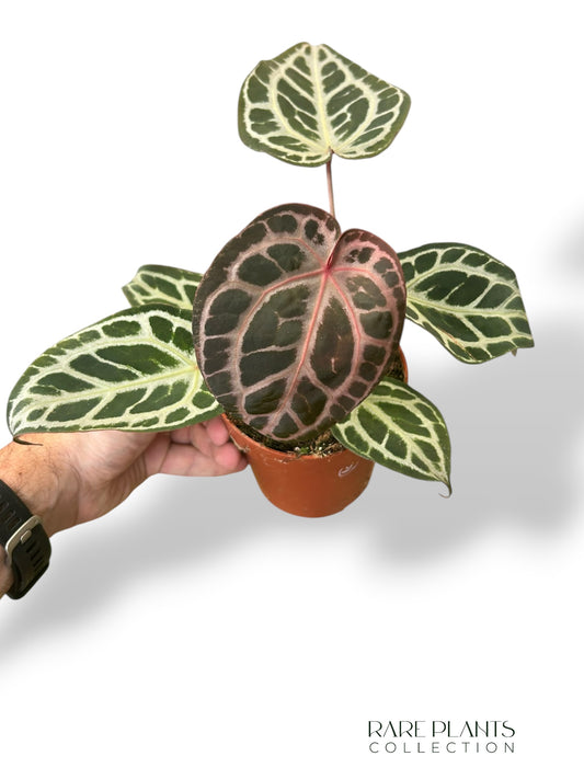Anthurium Crystallinum Select