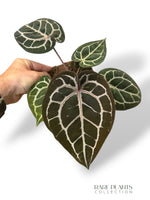 Anthurium Crystallinum Select